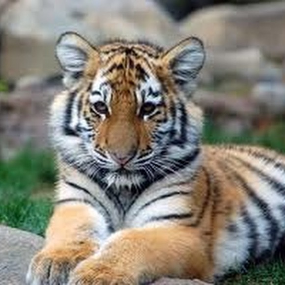 Meet your Posher, Melissa - Picture 1 of 1